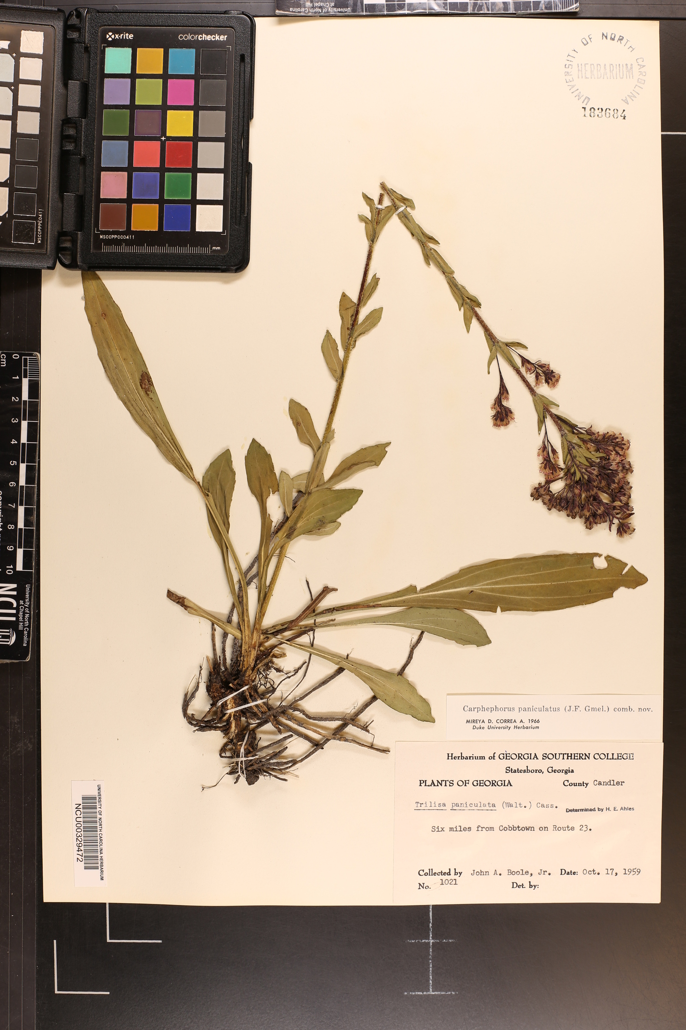 Trilisa paniculata image