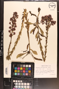 Trilisa paniculata image