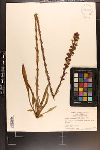 Trilisa paniculata image