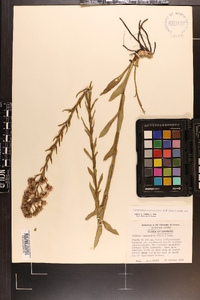 Trilisa paniculata image