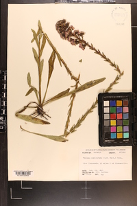 Trilisa paniculata image