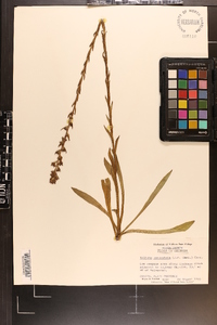 Trilisa paniculata image