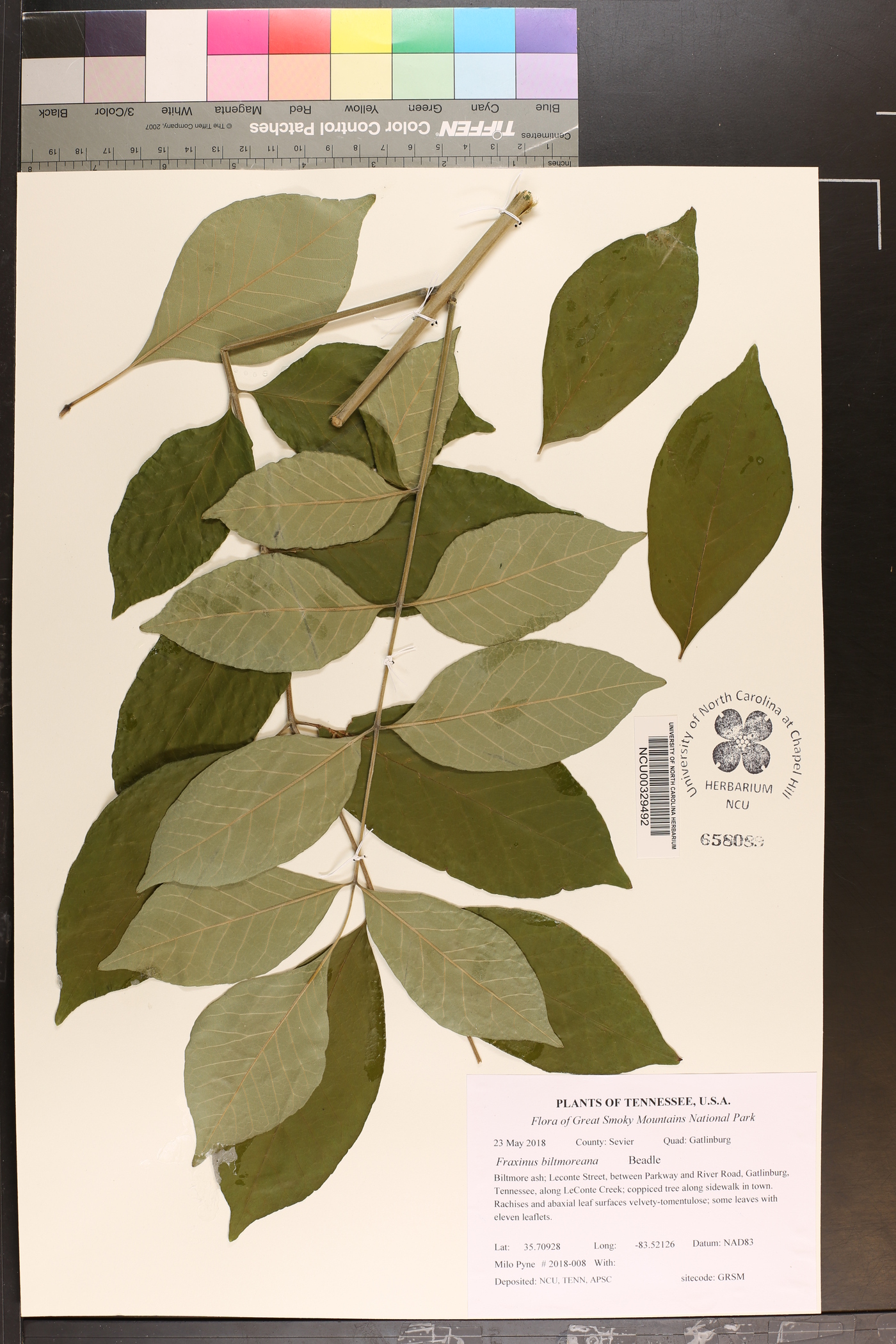 Fraxinus biltmoreana image