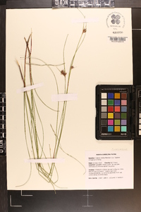 Scleria ciliata image