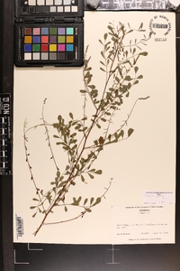 Indigofera caroliniana image