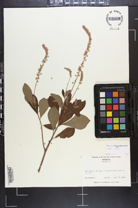 Clethra alnifolia image