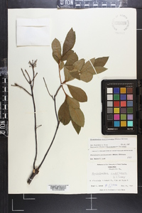 Rhododendron periclymenoides image