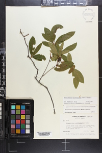 Rhododendron periclymenoides image