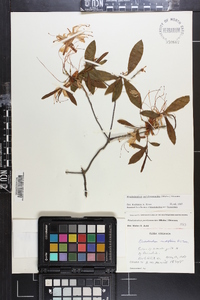 Rhododendron periclymenoides image