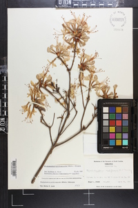 Rhododendron periclymenoides image