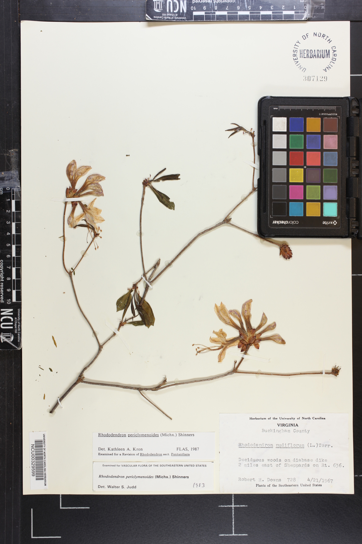 Rhododendron periclymenoides image