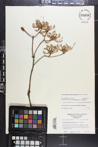 Rhododendron periclymenoides image