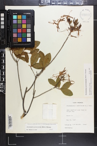 Rhododendron periclymenoides image