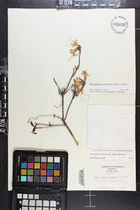 Rhododendron periclymenoides image