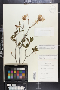 Rhododendron periclymenoides image