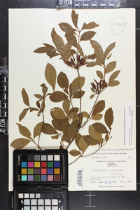 Rhododendron periclymenoides image