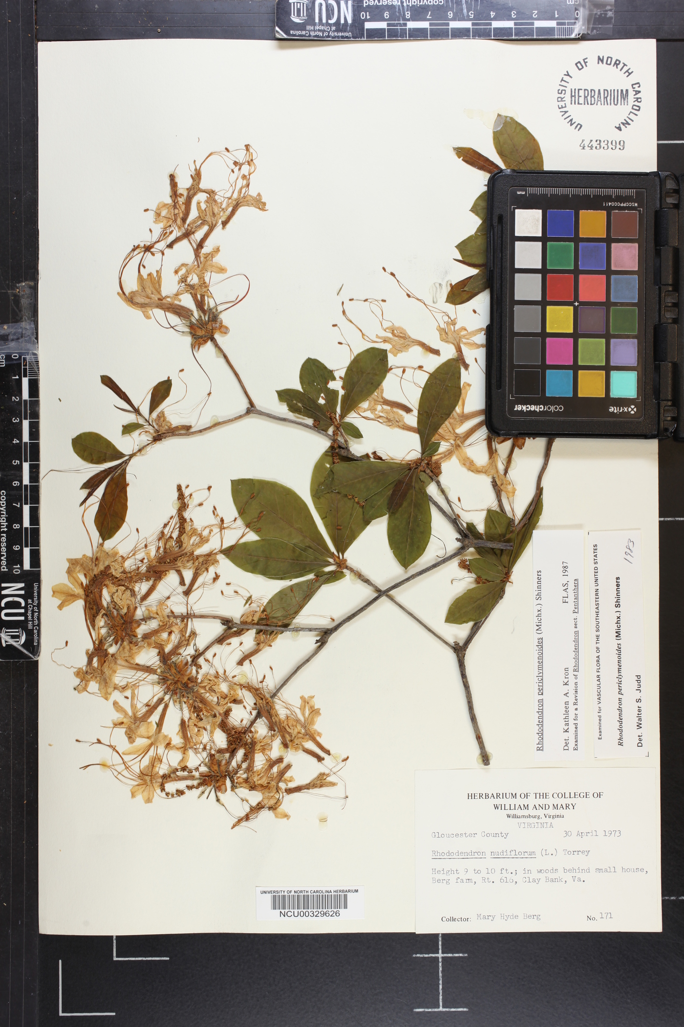 Rhododendron periclymenoides image