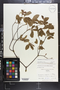 Rhododendron periclymenoides image