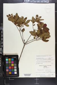 Rhododendron periclymenoides image