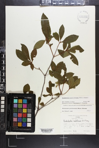 Rhododendron periclymenoides image