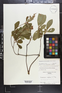 Rhododendron periclymenoides image