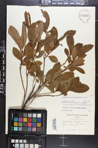 Rhododendron periclymenoides image