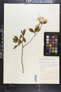 Rhododendron periclymenoides image