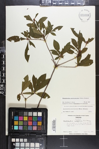 Rhododendron periclymenoides image