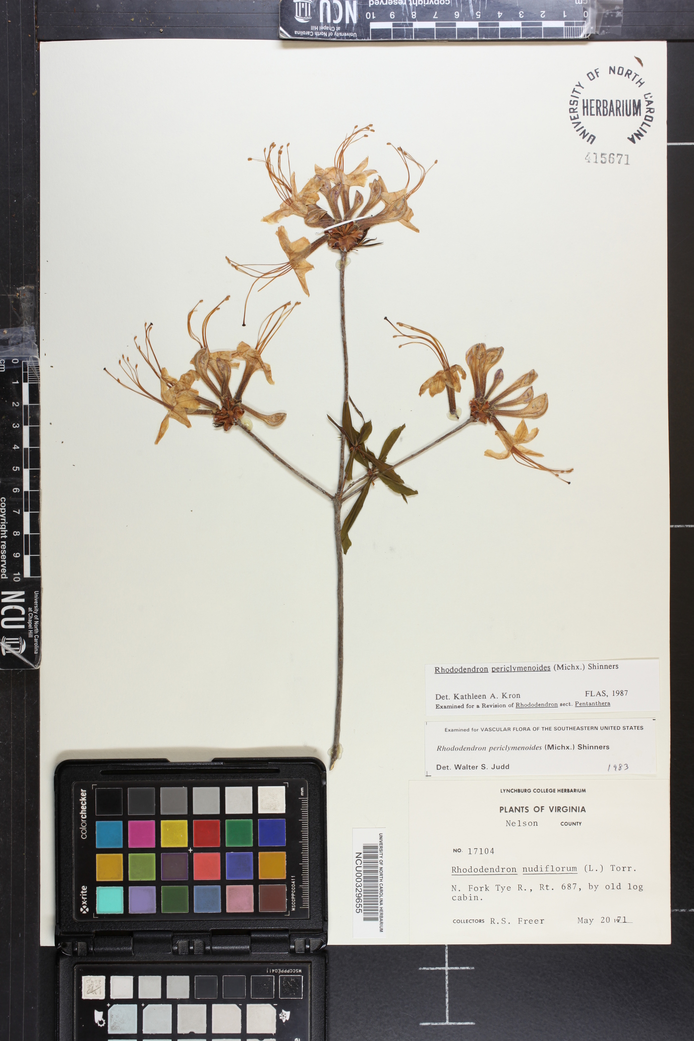 Rhododendron periclymenoides image