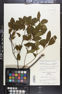 Rhododendron periclymenoides image