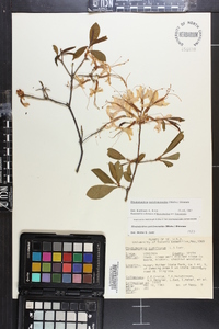 Rhododendron periclymenoides image