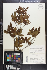 Rhododendron periclymenoides image