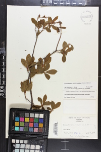 Rhododendron periclymenoides image