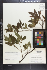 Rhododendron periclymenoides image