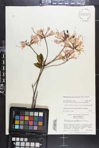 Rhododendron periclymenoides image