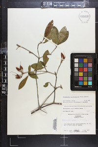 Rhododendron periclymenoides image