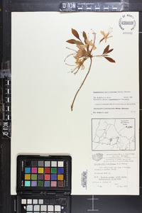 Rhododendron periclymenoides image