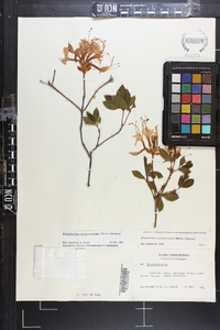 Rhododendron periclymenoides image