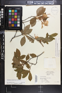 Rhododendron prinophyllum image