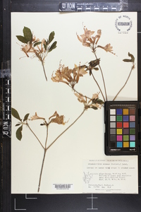 Rhododendron prinophyllum image