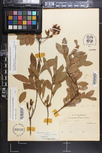 Amelanchier alabamensis image