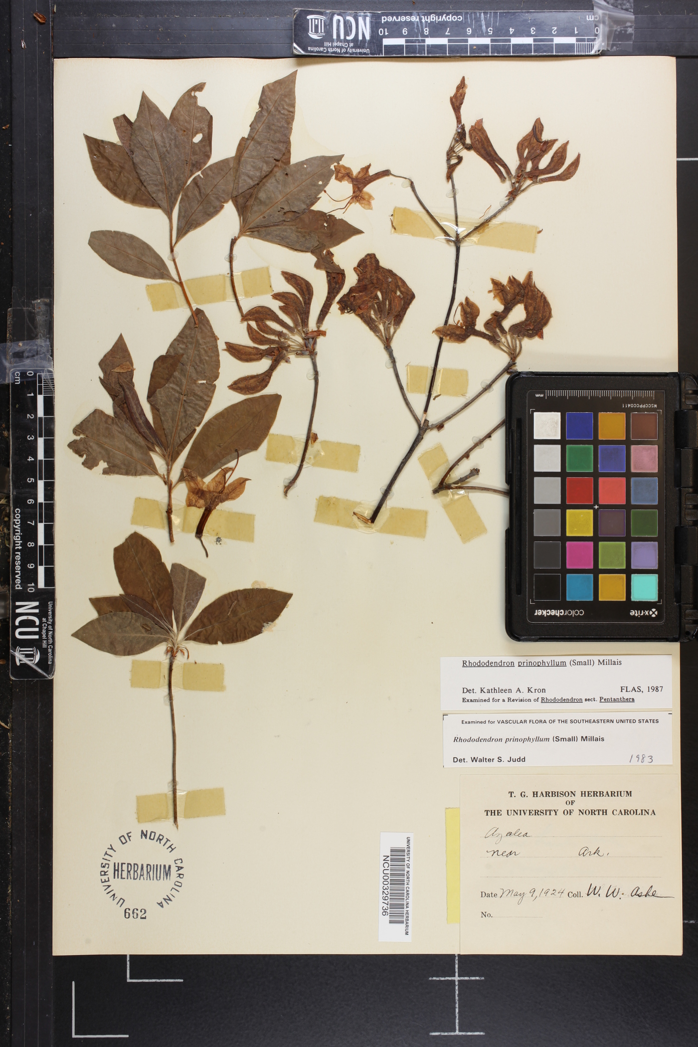 Rhododendron prinophyllum image