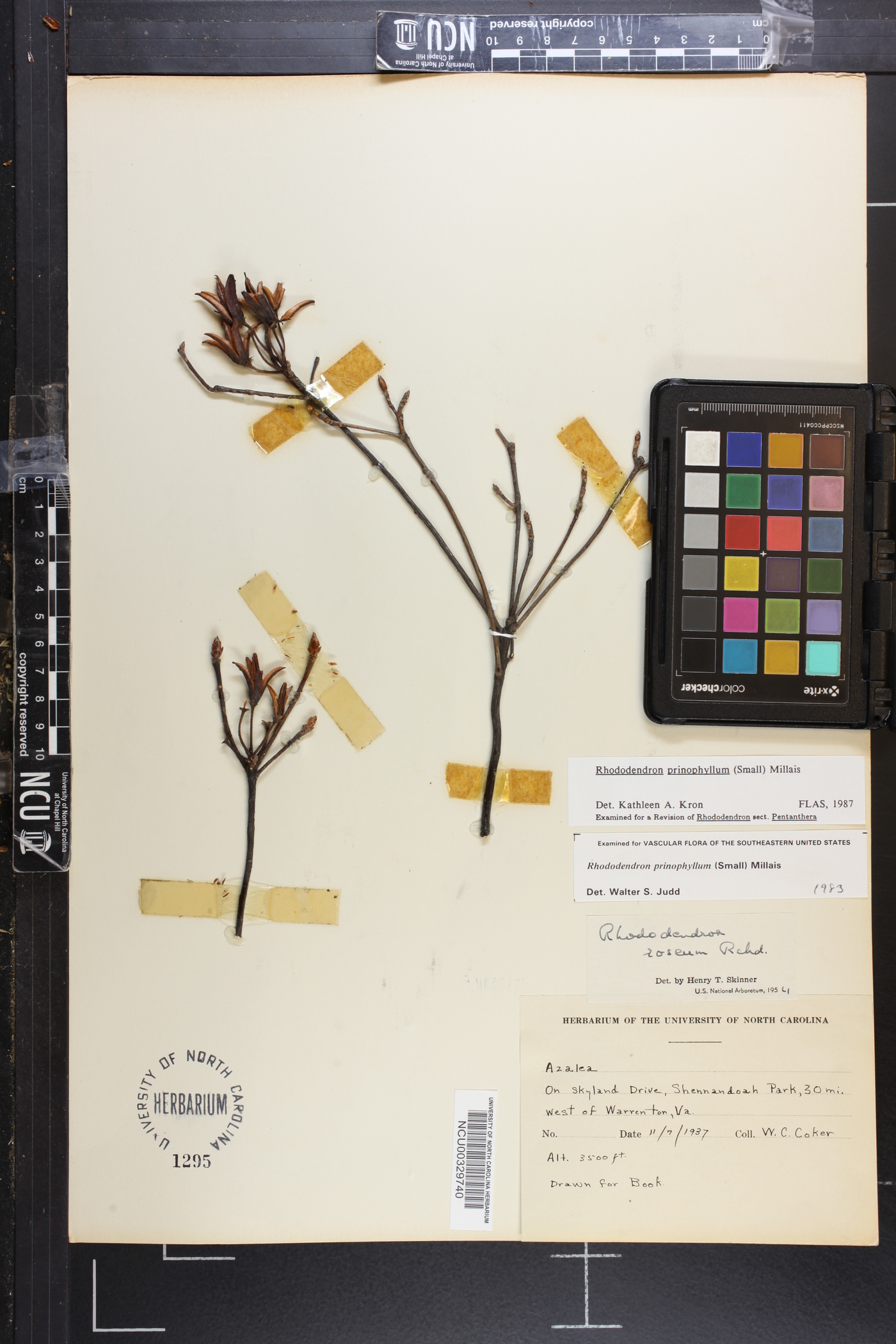 Rhododendron prinophyllum image