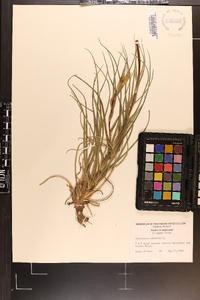 Tragopogon pratensis image