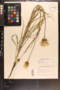 Tragopogon pratensis image