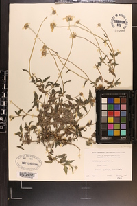 Tridax procumbens image