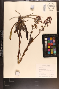 Trilisa paniculata image