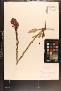 Trilisa paniculata image