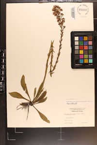 Trilisa paniculata image