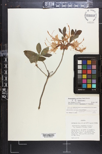 Rhododendron austrinum image